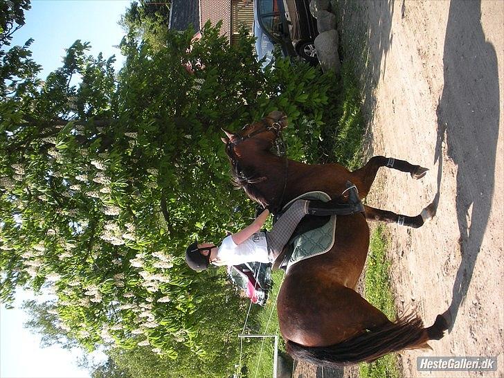 Welsh Cob (sec D) Tomba <3  (Halvpart) - Her har vi lige skridtet af. ELSKER DIG <3 <3. Foto: Christina  billede 10