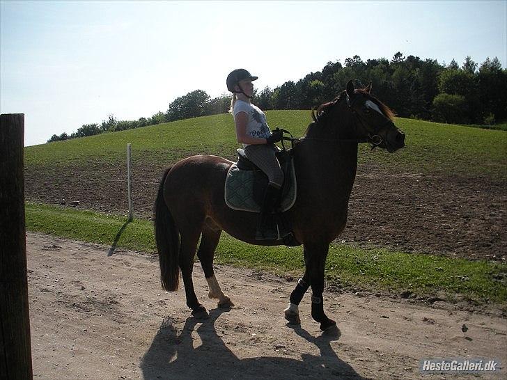 Welsh Cob (sec D) Tomba <3  (Halvpart) - Her er vi på vej ind i en parade. Foto: Christina  billede 11