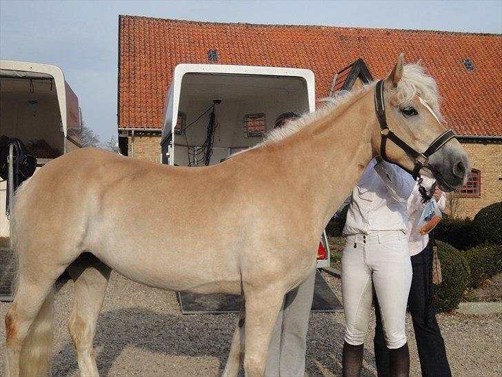 Haflinger Wictoria Sandagergaard (Solgt) billede 11