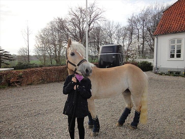 Haflinger Wictoria Sandagergaard (Solgt) billede 12