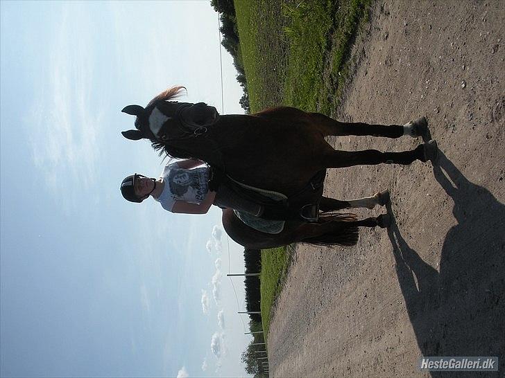 Welsh Cob (sec D) Tomba <3  (Halvpart) - Tomba har hvist fået øje på noget :). Foto: Christina  billede 12