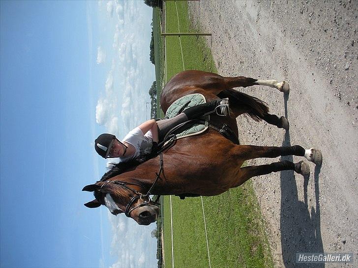 Welsh Cob (sec D) Tomba <3  (Halvpart) - Elsker dig bare. Kan slet ikke beskrive dig. Du er bare ubestivelig <3 <3 <3. Foto: Christina  billede 13