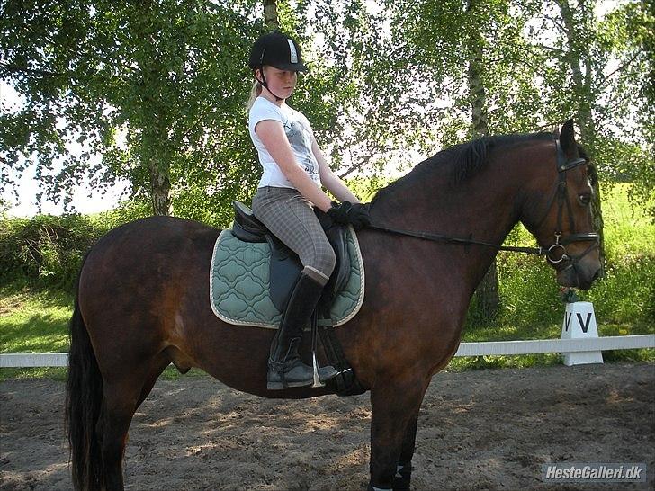 Welsh Cob (sec D) Tomba <3  (Halvpart) - Skride god dressur hest, han kan sgu lave en parade <3. Foto: Christina  billede 15