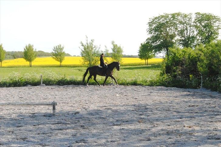 Trakehner Bajazzo billede 20