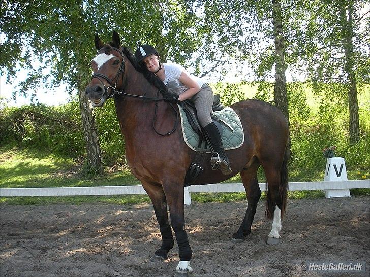 Welsh Cob (sec D) Tomba <3  (Halvpart) - Elsker dig <3 <3 <3 <3 :´D. Foto: Christina  billede 16