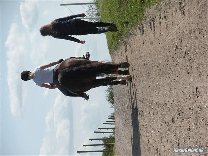 Welsh Cob (sec D) Tomba <3  (Halvpart) - Farvel for denne gang. Smiud gerne en kommentar inden i går :D. Foto: Christina  billede 20