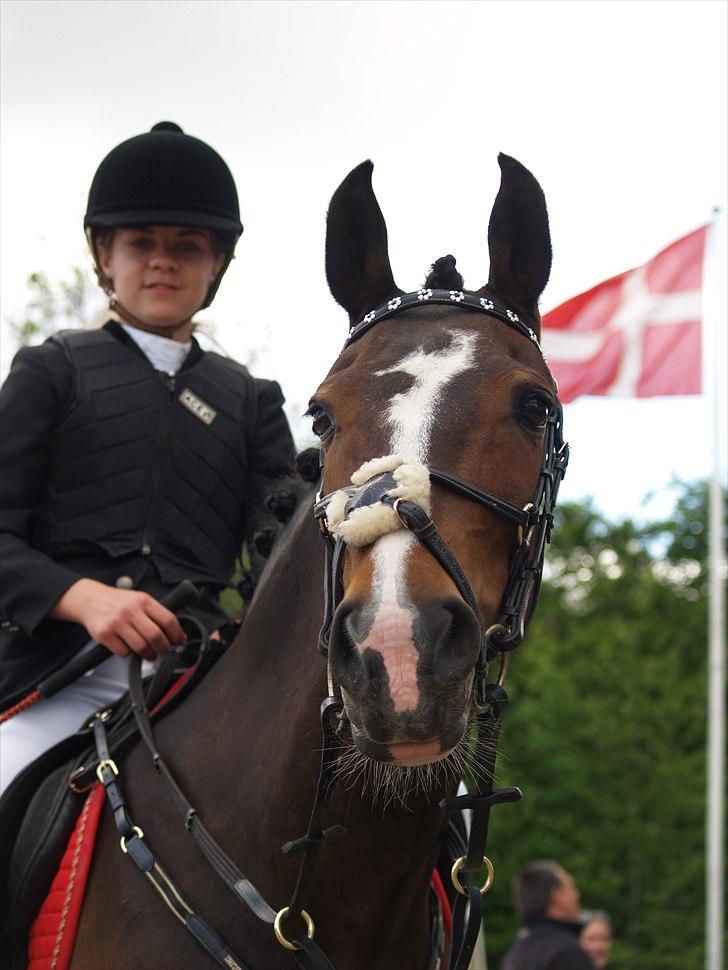 New Forest Equile's Maurita - Til mig og Mau's første stævne :) billede 2