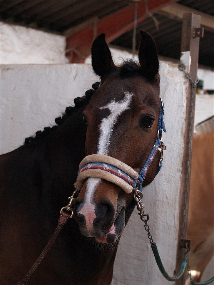 New Forest Equile's Maurita - Klar til stævne!<3 Foto: Caroline billede 7