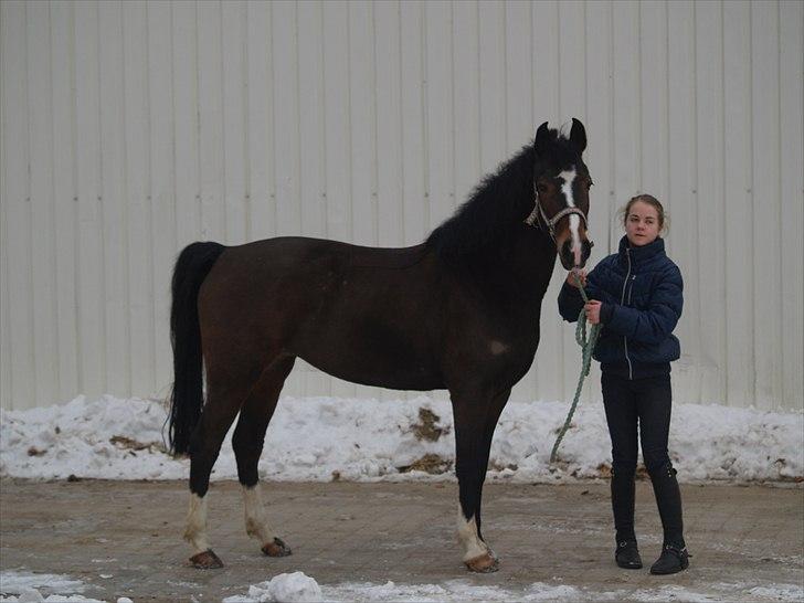 New Forest Equile's Maurita - såå fin  Foto: Caroline billede 8