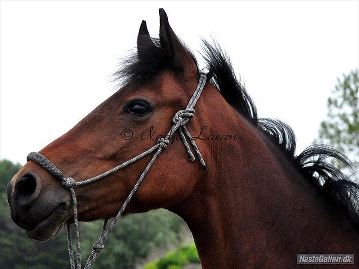 Anden særlig race Shania *part* - smuk som altid!!  billede 17