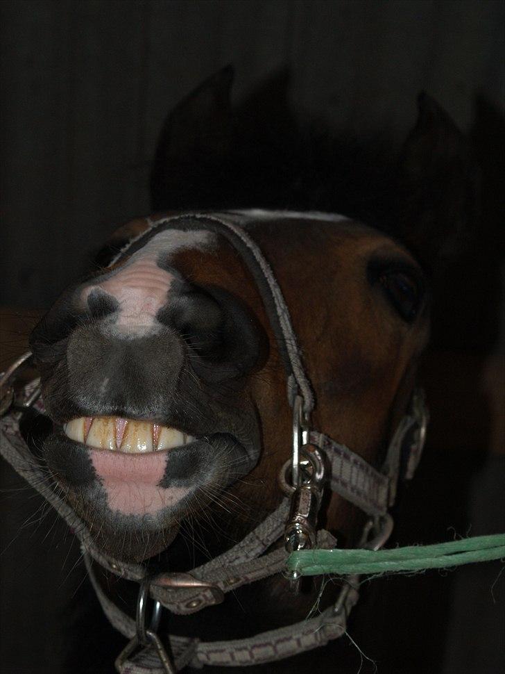 New Forest Equile's Maurita - Nurr, SMIL :) Foto: Caroline billede 12