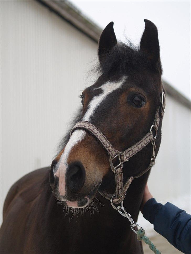 New Forest Equile's Maurita - Nuttiebasse :) Foto: Caroline billede 13