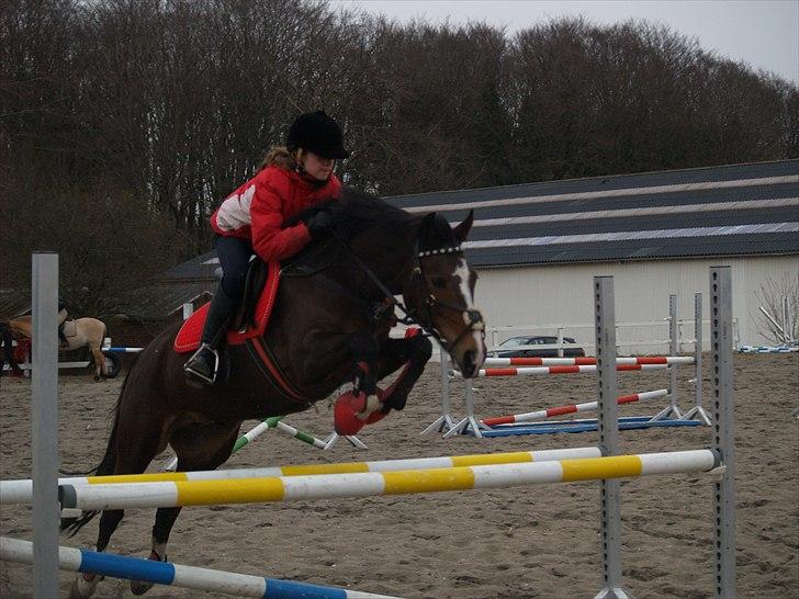 New Forest Equile's Maurita - Bedste springpony!:D <3 Foto: Caroline billede 5