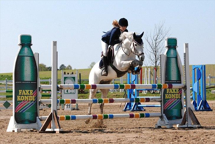 New Forest Rødtjørns Bellis *tidligere hest* - Du kan bare det der med at springe:) helsinge - la billede 16