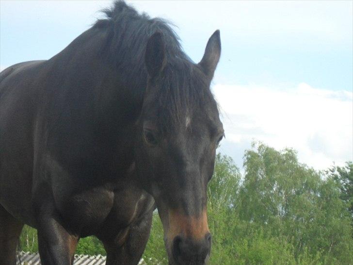DSP Kildegårdens Pigall - Her er dejlige Pigall billede 8