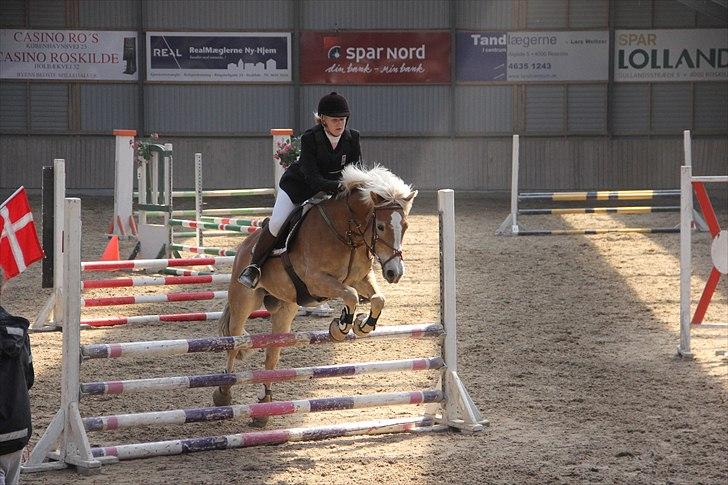 Haflinger Kong Fu - 20 maj 2011 billede 18