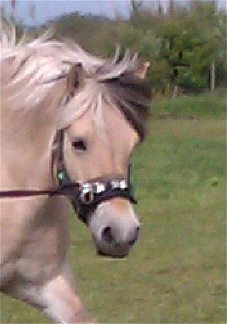 Fjordhest Sabina billede 1