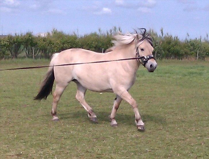 Fjordhest Sabina billede 2
