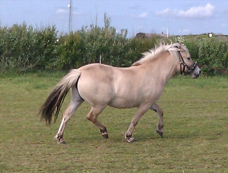 Fjordhest Sabina billede 3