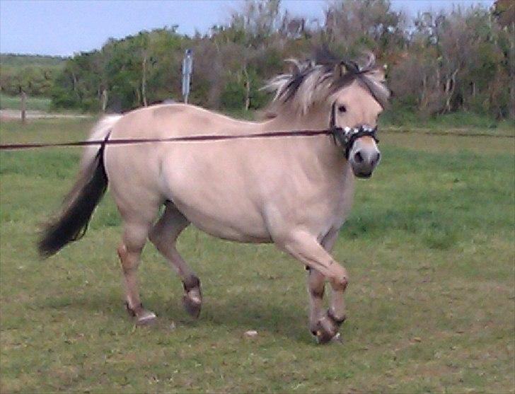 Fjordhest Sabina billede 4