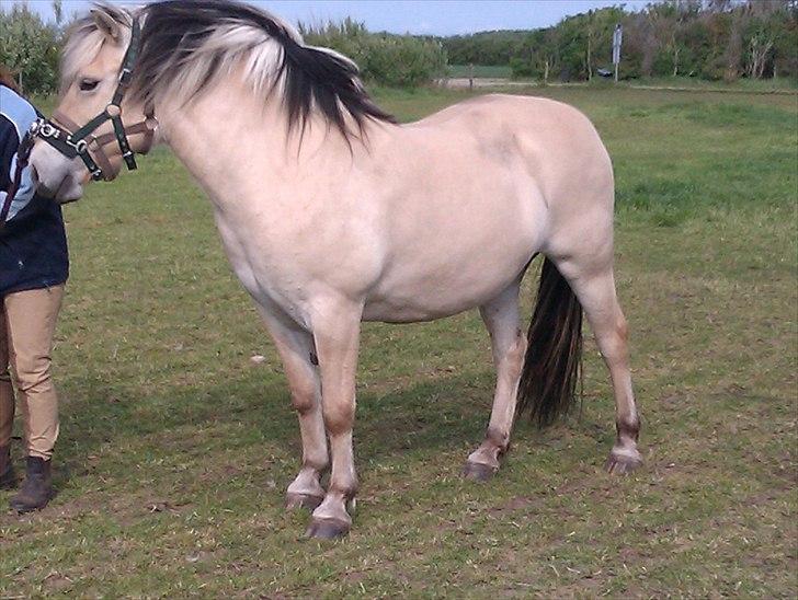 Fjordhest Sabina billede 5
