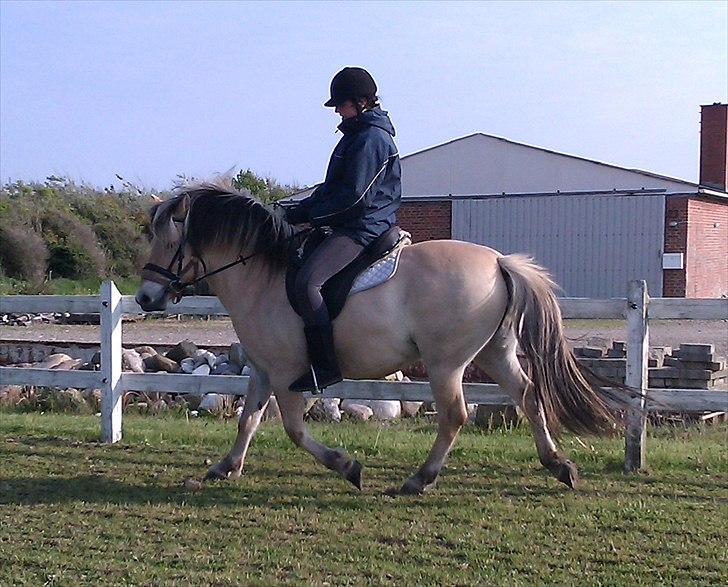 Fjordhest Sabina billede 6