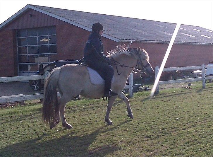 Fjordhest Sabina billede 7