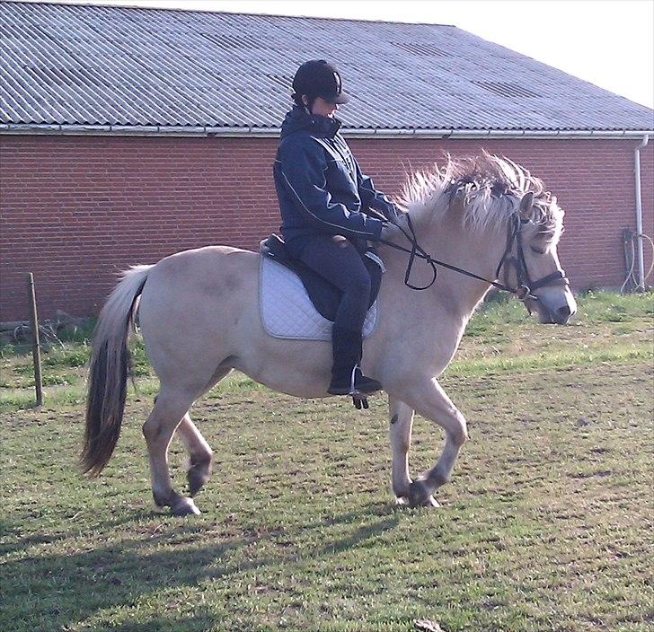 Fjordhest Sabina billede 8