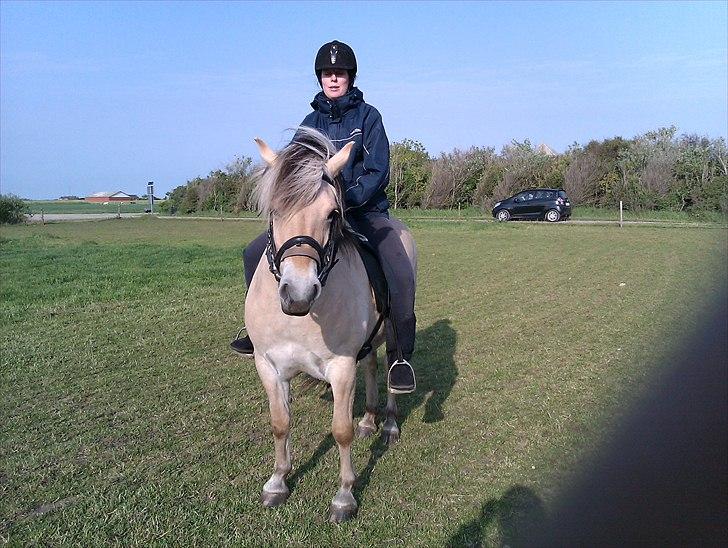 Fjordhest Sabina billede 9