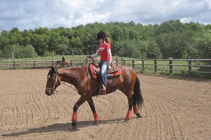 Anden særlig race Cleopatra billede 3