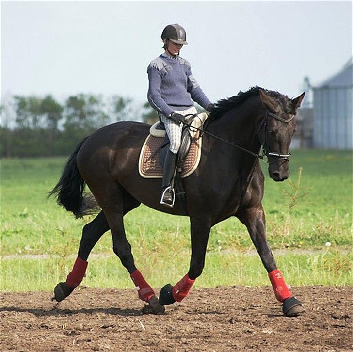 Dansk Varmblod Lidoandiamo - 19. Maj 2011
Foto: Maria Børresen billede 4