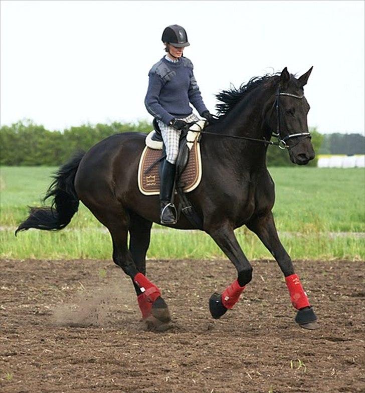 Dansk Varmblod Lidoandiamo - 19. Maj 2011 Foto: Maria Børresen billede 7