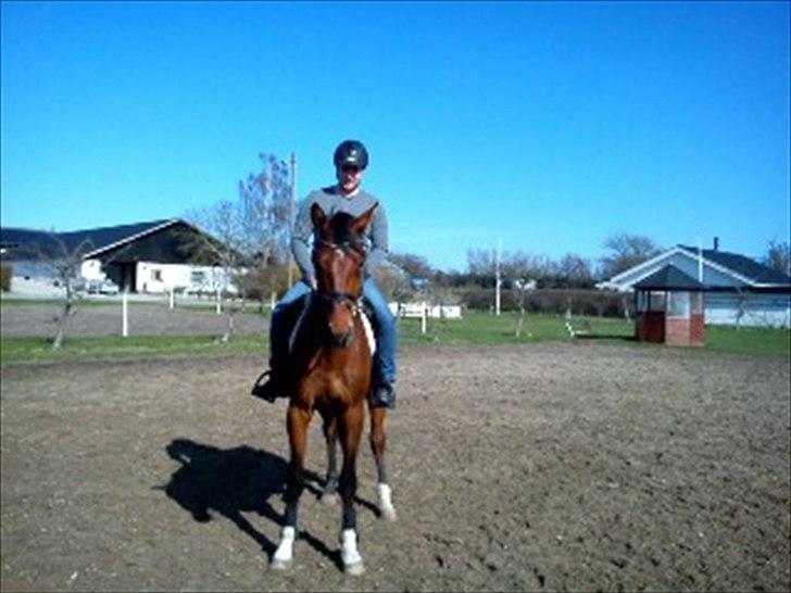 Dansk Varmblod CharmeTrold billede 7