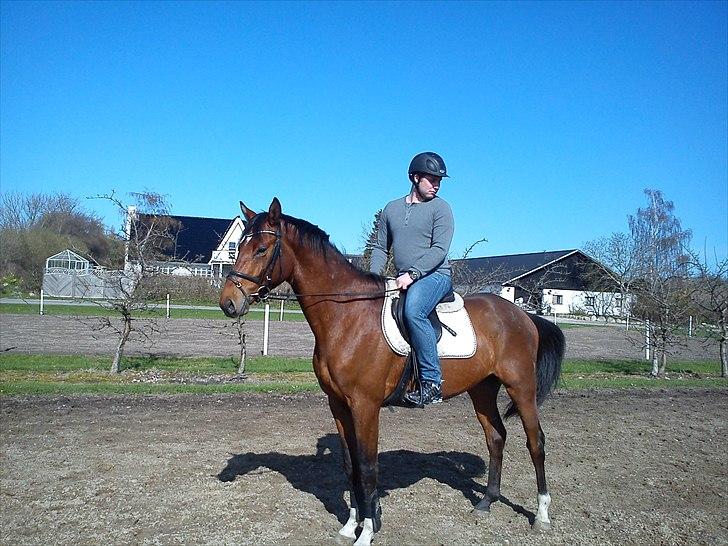 Dansk Varmblod CharmeTrold billede 8