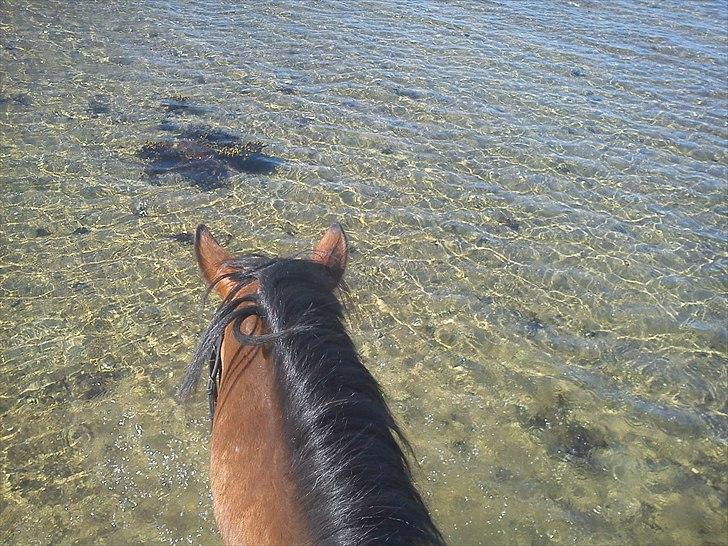 Dansk Varmblod CharmeTrold billede 9