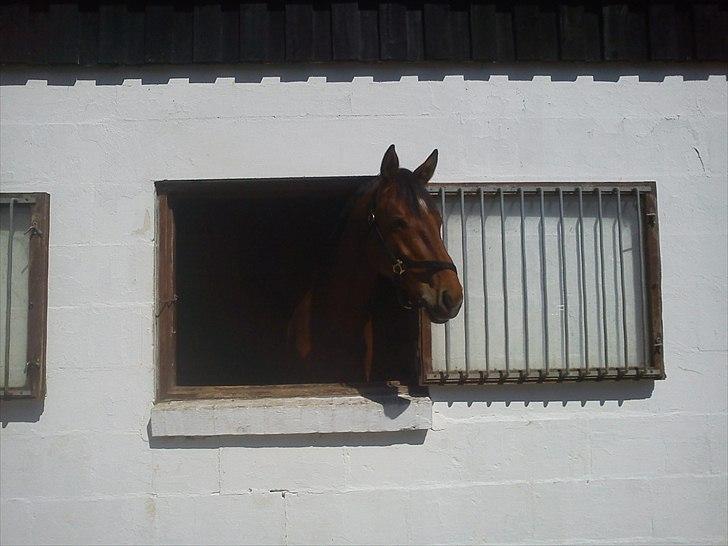Dansk Varmblod CharmeTrold billede 10