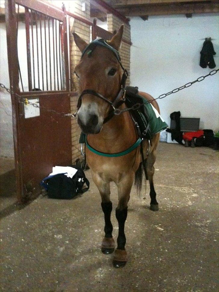 Gotlandsruss Bobbi SOLGT <3 - (NYT) Bobbi inden løb :-)<3 billede 6
