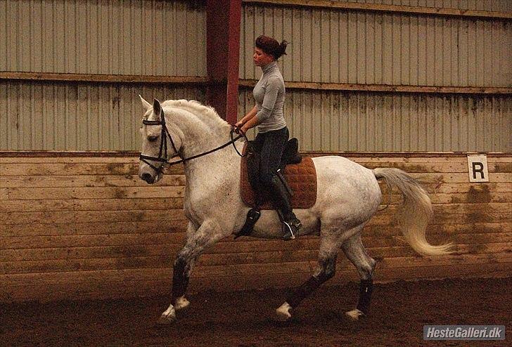 Anden særlig race Maseille billede 2