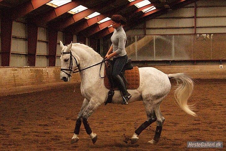 Anden særlig race Maseille billede 13