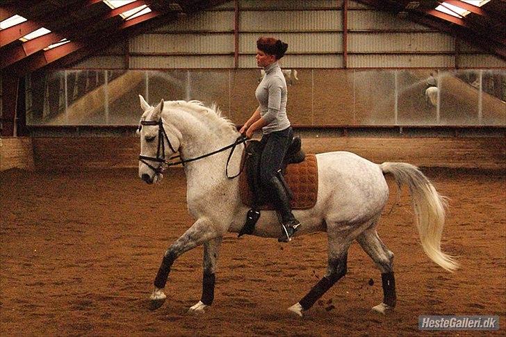 Anden særlig race Maseille billede 14