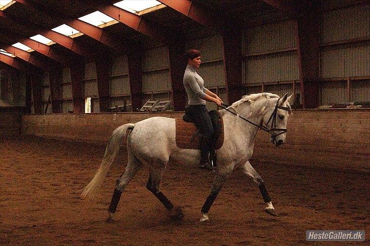 Anden særlig race Maseille billede 19