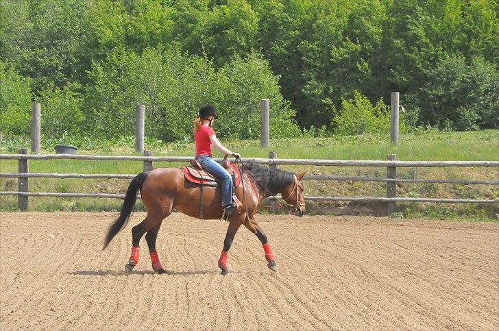 Anden særlig race Cleopatra billede 6