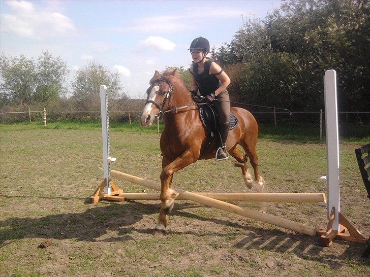 Welsh Pony af Cob-type (sec C) Redpools Gatsby - Et super flyvende billede!!! 8D billede 1