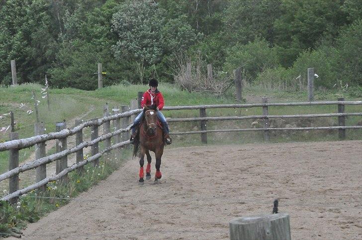 Anden særlig race Cleopatra billede 7