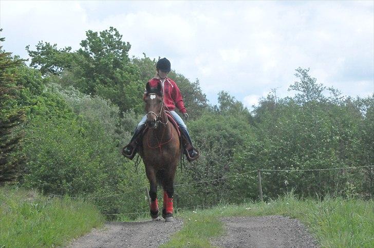 Anden særlig race Cleopatra billede 8
