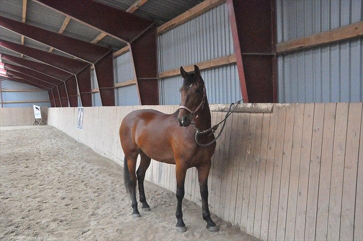 Anden særlig race Cleopatra billede 9