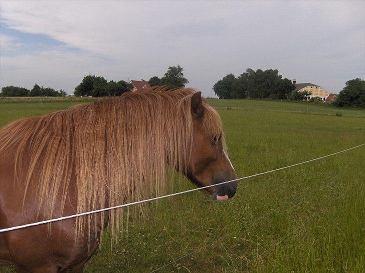 Welsh Pony af Cob-type (sec C) Redpools Gatsby - Den søde skat som hingst.. Det var tider!! 8D billede 3