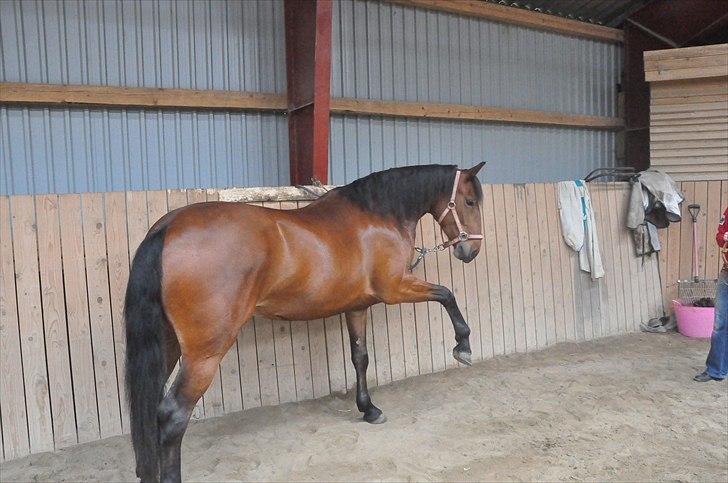 Anden særlig race Cleopatra - Tigge-prinsesse.. ;o) billede 10