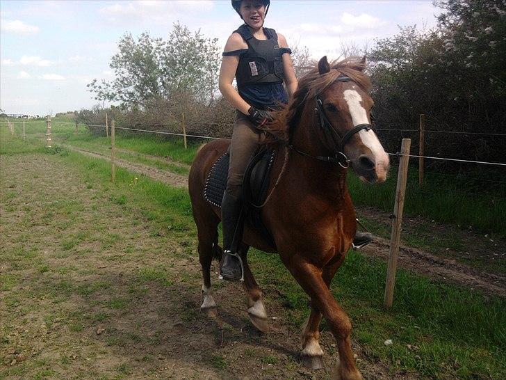 Welsh Pony af Cob-type (sec C) Redpools Gatsby - SE lige mit udtryk!! xD billede 5