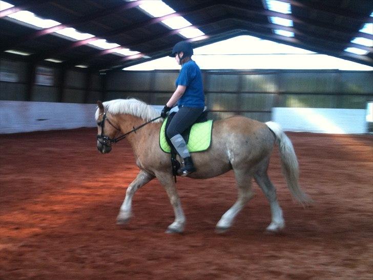 Haflinger Dexter - 20. maj 2011 billede 20